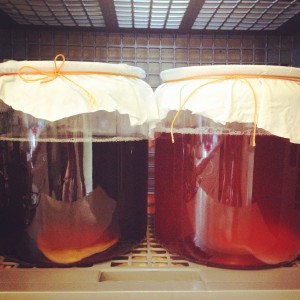 kombucha brewing