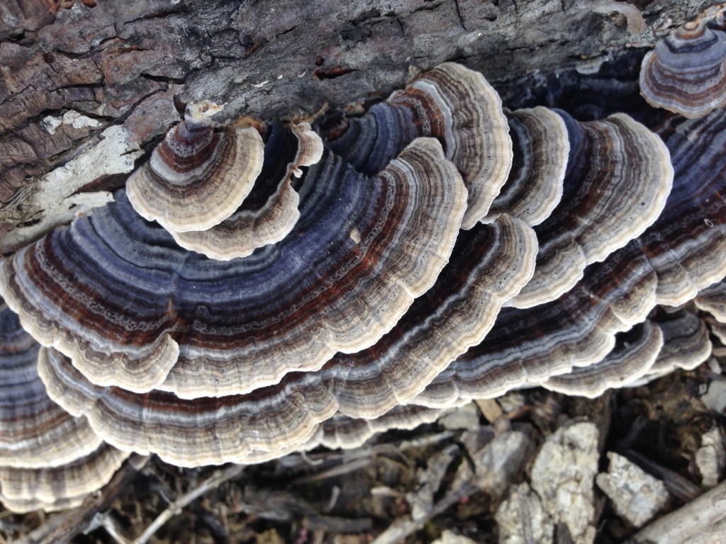 How to make turkey tail mushroom powder